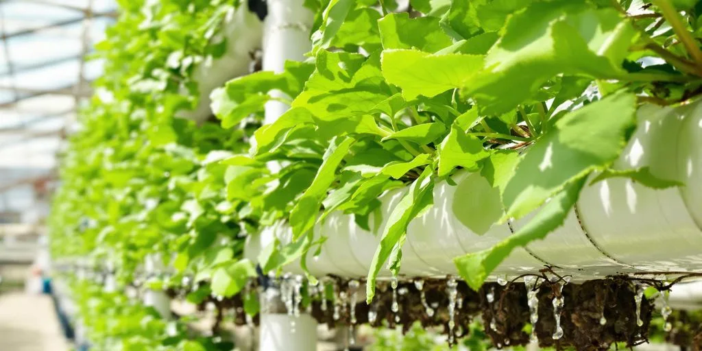 Sistema hidropónico vertical con cultivos andinos en invernadero.