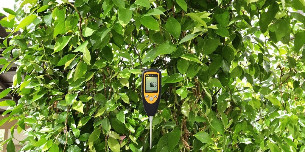 Medidor digital en follaje nativo sudamericano colgante.