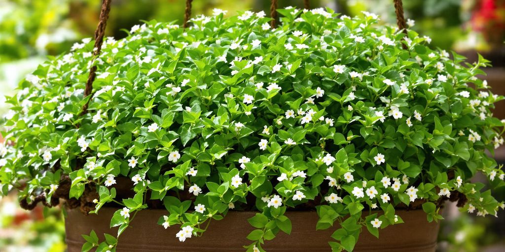 Arrayán del sur con flores blancas en huerto colgante.