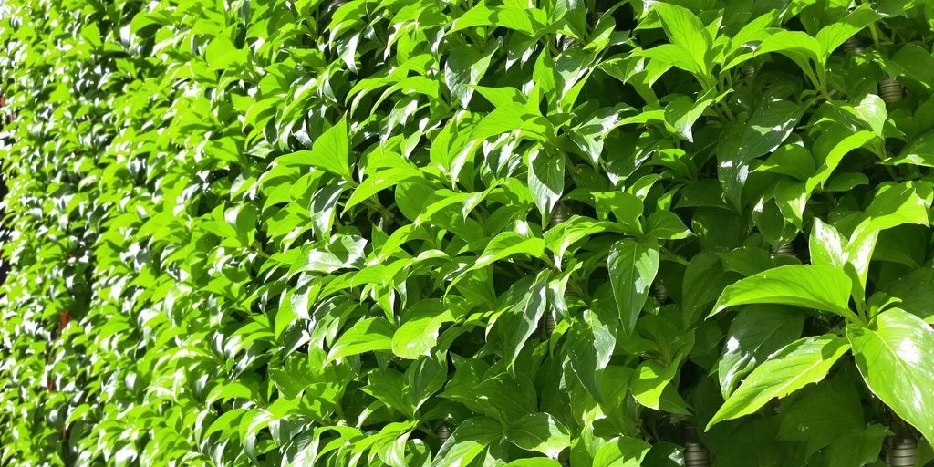 Jardín vertical amazónico con sistema de irrigación.